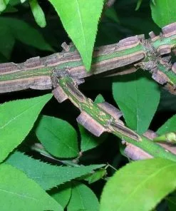 Future Forests Shrubs Euonymus Alatus 16 Future Forests Shrubs Euonymus Alatus