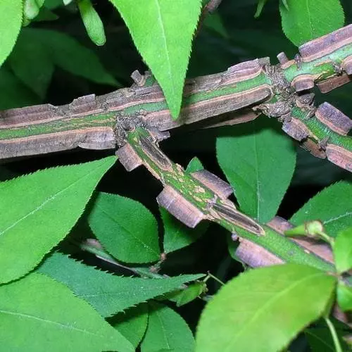 Future Forests Shrubs Euonymus Alatus 9 Future Forests Shrubs Euonymus Alatus