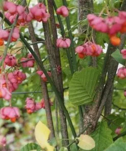 Future Forests Euonymus Europaeus Scarlet Wonder