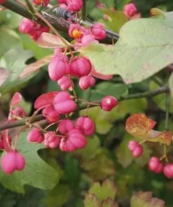 Future Forests Euonymus Europaeus Scarlet Wonder