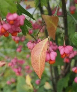 Future Forests Euonymus Europaeus Scarlet Wonder