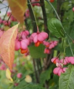 Future Forests Euonymus Europaeus Scarlet Wonder