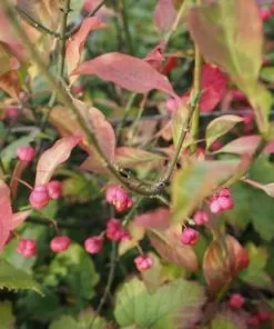 Future Forests Euonymus Europaeus - Spindle