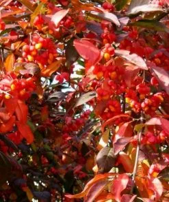 Future Forests Shrubs Euonymus Europaeus Red Cascade