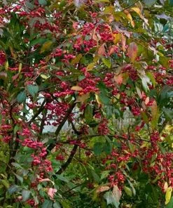 Future Forests Shrubs Euonymus Europaeus Red Cascade