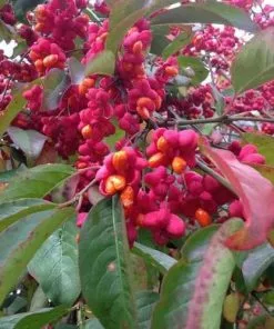 Future Forests Shrubs Euonymus Europaeus Red Cascade
