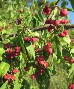Future Forests Euonymus Europaeus Scarlet Wonder