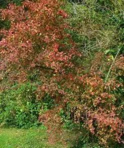 Future Forests Euonymus Europaeus Scarlet Wonder