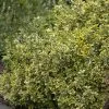 Future Forests Euonymus Fortunei Emerald & Gold 1 Future Forests Euonymus Fortunei Emerald & Gold