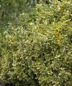 Future Forests Euonymus Fortunei Emerald & Gold
