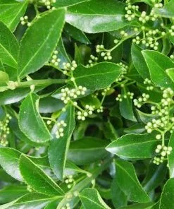 Future Forests Euonymus Japonicus Shrubs