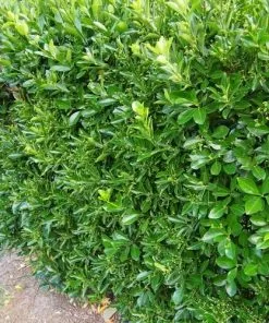 Future Forests Euonymus Japonicus Shrubs