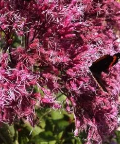 Future Forests Eupatorium Maculatum Atropurpureum