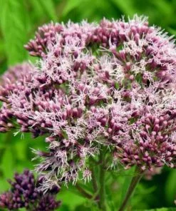 Future Forests Eupatorium Cannabinum