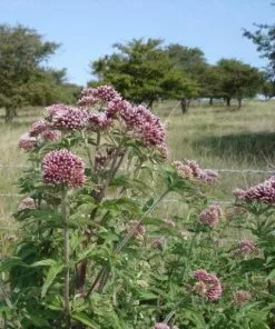 Future Forests Eupatorium Cannabinum
