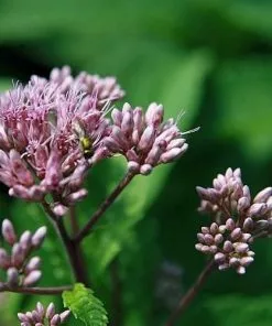 Future Forests Eupatorium Maculatum Atropurpureum