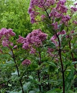 Future Forests Eupatorium Maculatum Atropurpureum