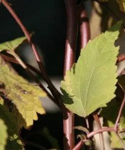 Future Forests More Eupatorium Rugosum Chocolate