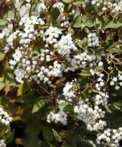 Future Forests More Eupatorium Rugosum Chocolate