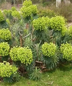 Future Forests More Euphorbia Characias Subsp. Wulfenii