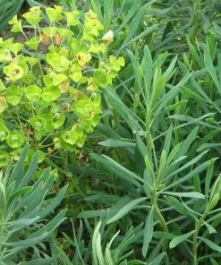 Future Forests More Euphorbia Characias Subsp. Wulfenii