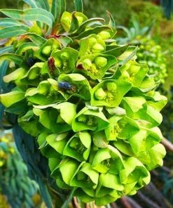 Future Forests More Euphorbia Characias Subsp. Wulfenii
