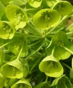 Future Forests More Euphorbia Characias Subsp. Wulfenii