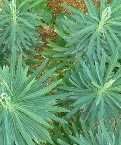 Future Forests More Euphorbia Characias Subsp. Wulfenii