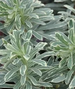 Future Forests Euphorbia Characias Silver Swan More