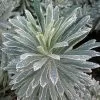 Future Forests Euphorbia Characias Silver Swan More