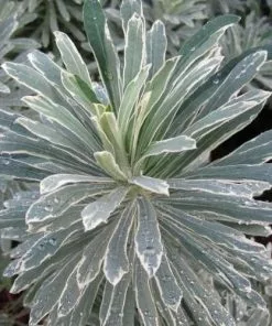 Future Forests Euphorbia Characias Silver Swan More