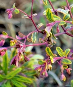 Future Forests More Euphorbia X Martini Ascot Rainbow