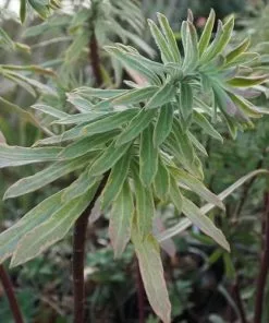 Future Forests More Euphorbia X Martini Ascot Rainbow