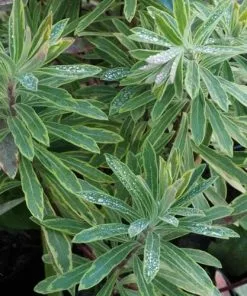 Future Forests More Euphorbia X Martini Ascot Rainbow