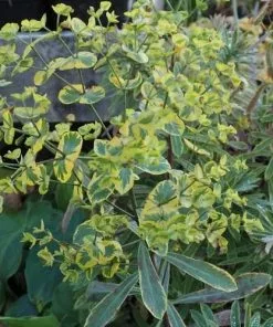 Future Forests More Euphorbia X Martini Ascot Rainbow