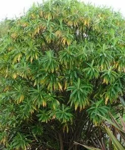 Future Forests Euphorbia Mellifera More