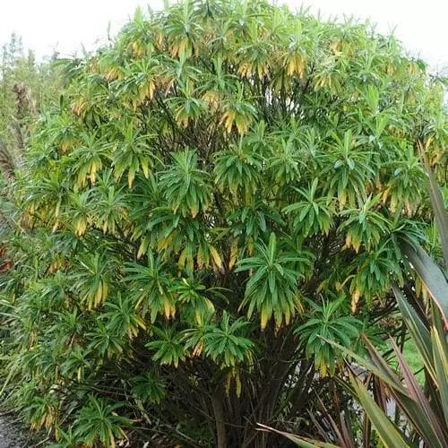 Future Forests Euphorbia Mellifera More 3 Future Forests Euphorbia Mellifera More