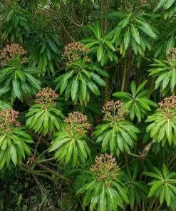 Future Forests Euphorbia Mellifera More 9 Future Forests Euphorbia Mellifera More