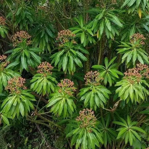Future Forests Euphorbia Mellifera More 5 Future Forests Euphorbia Mellifera More