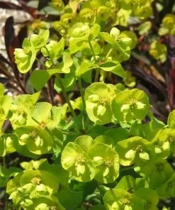 Future Forests Euphorbia Amygdaloides Purpurea