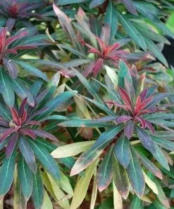 Future Forests Euphorbia Amygdaloides Purpurea