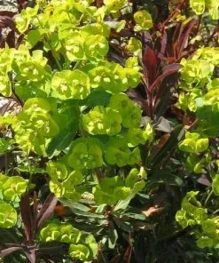 Future Forests Euphorbia Amygdaloides Purpurea