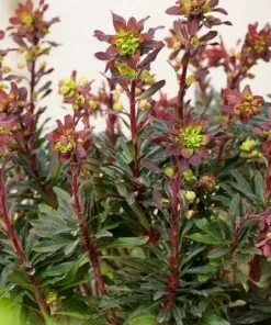 Future Forests Euphorbia Amygdaloides Purpurea