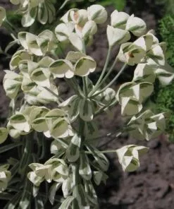 Future Forests Euphorbia Characias Tasmanian Tiger PBR