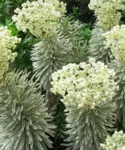 Future Forests Euphorbia Characias Tasmanian Tiger PBR