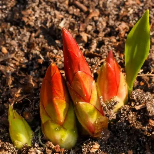 Future Forests Euphorbia Griffithii Fireglow More 6 Future Forests Euphorbia Griffithii Fireglow More