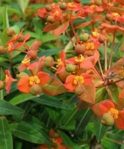 Future Forests Euphorbia Griffithii Fireglow More 8 Future Forests Euphorbia Griffithii Fireglow More