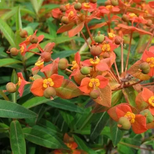 Future Forests Euphorbia Griffithii Fireglow More 4 Future Forests Euphorbia Griffithii Fireglow More