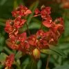 Future Forests Euphorbia Griffithii Fireglow More 2 Future Forests Euphorbia Griffithii Fireglow More