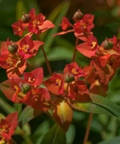 Future Forests Euphorbia Griffithii Fireglow More